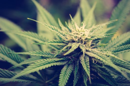 Marijuana tax