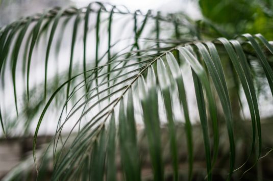 Close up of palm fronds